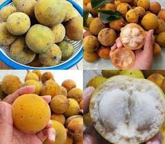 Top 10 Jenis Buah – Buahan Langka Tahun 2026